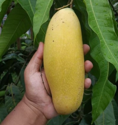 Golek Mango Plant Seedling