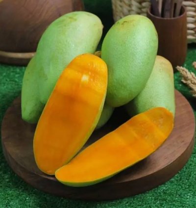 Golek Mango Plant Seedling
