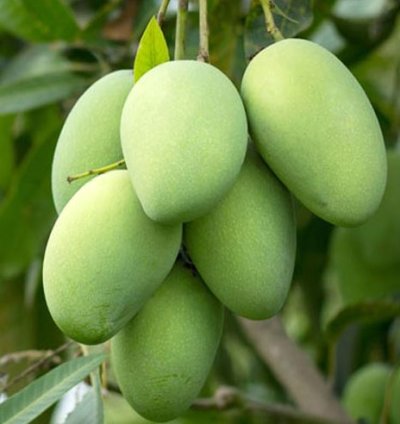 African Honey Mango Plant Seedling