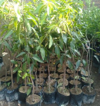 African Honey Mango Plant Seedling