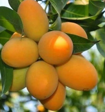 African Honey Mango Plant Seedling