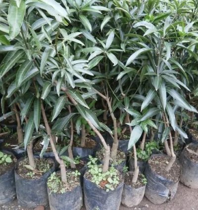 Gedong Gincu Mango Seedling