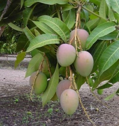 Gedong Gincu Mango Seedling