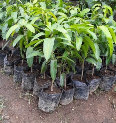 Podang Gunung Mango Seedling