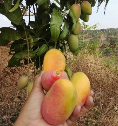 Podang Gunung Mango Seedling
