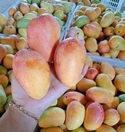 Podang Gunung Mango Seedling