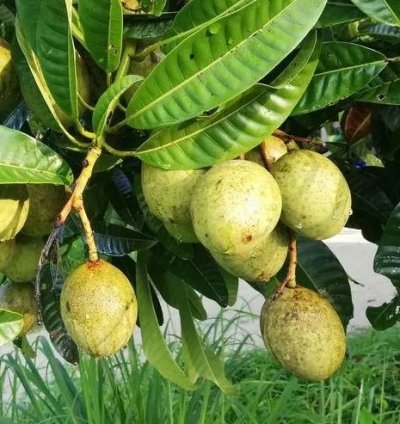 Kweni Mango Seedling