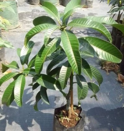 Kweni Mango Seedling