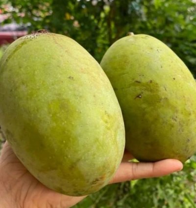 Kweni Mango Seedling