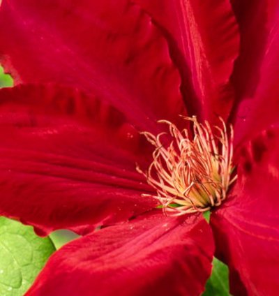 Rebecca Clematis