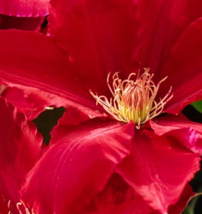 Rebecca Clematis