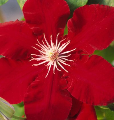 Rebecca Clematis