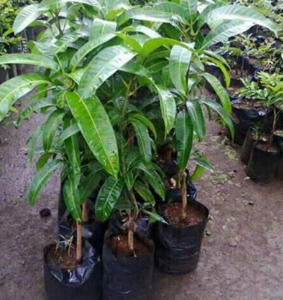 Jumbo Mahatir Mango Seedling