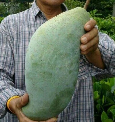 Jumbo Mahatir Mango Seedling