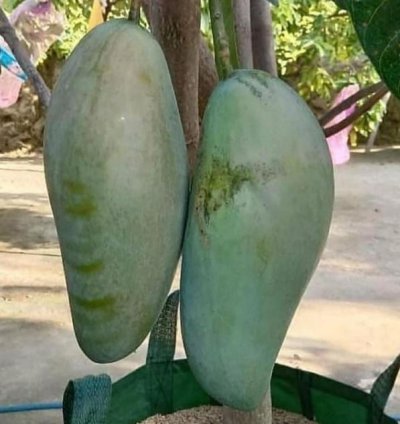 Jumbo Mahatir Mango Seedling