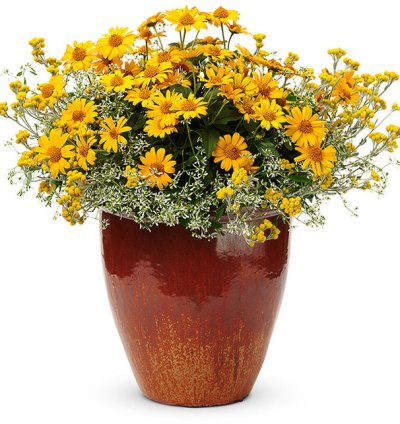 Tuscan Sun False Sunflower