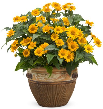 Tuscan Sun False Sunflower
