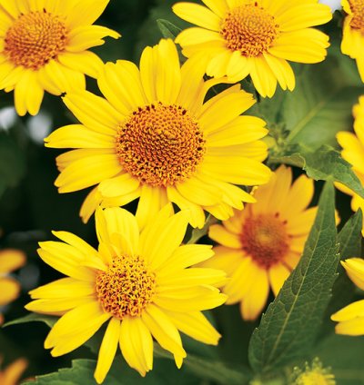 Tuscan Sun False Sunflower