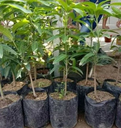 Miyazaki Mango Seedling