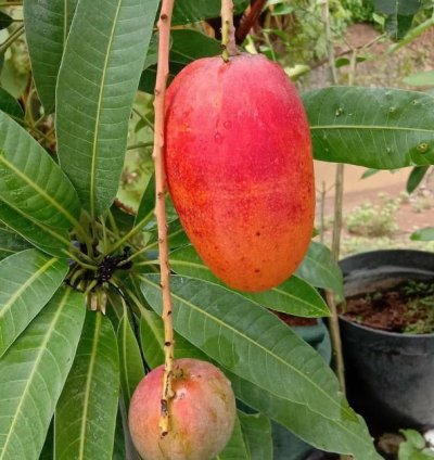 Miyazaki Mango Seedling