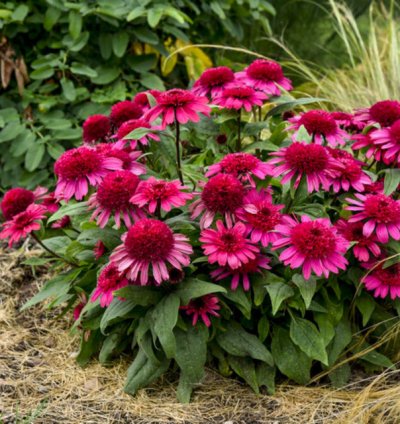 Double Coded Raspberry Beret Coneflower