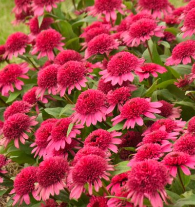 Double Coded Raspberry Beret Coneflower