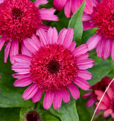 Double Coded Raspberry Beret Coneflower