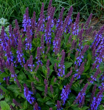 Violet Profusion Salvia