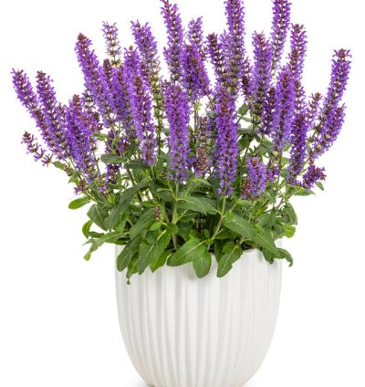 Violet Profusion Salvia