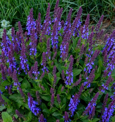 Violet Profusion Salvia