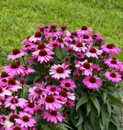 Color Coded The Fuchsia is Bright Coneflower