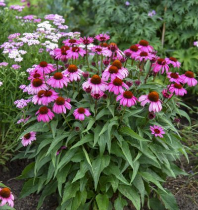 Color Coded The Fuchsia is Bright Coneflower
