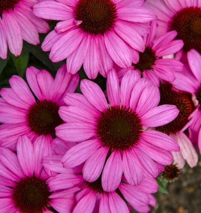 Color Coded The Fuchsia is Bright Coneflower