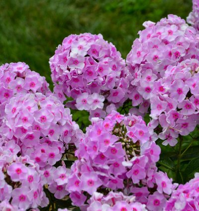 Luminary Opalescence Phlox
