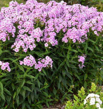 Luminary Opalescence Phlox