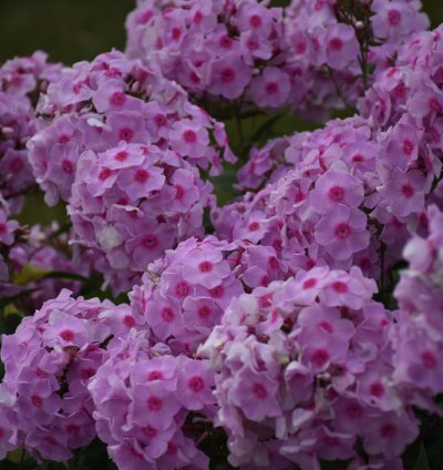 Luminary Opalescence Phlox