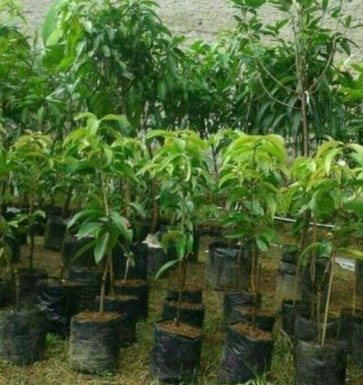 Apple Mango Plant Seedling