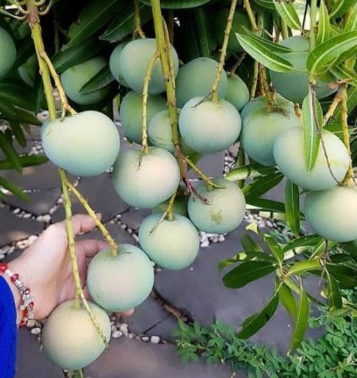 Apple Mango Plant Seedling