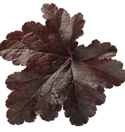Primo Black Pearl Coral Bells