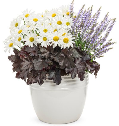 Primo Black Pearl Coral Bells