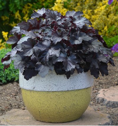 Primo Black Pearl Coral Bells