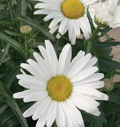Amazing Daisies Daisy May