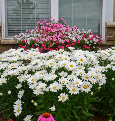 Amazing Daisies Daisy May