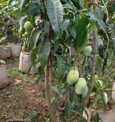 Arumanis Mango Seedling