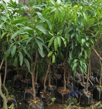 Arumanis Mango Seedling
