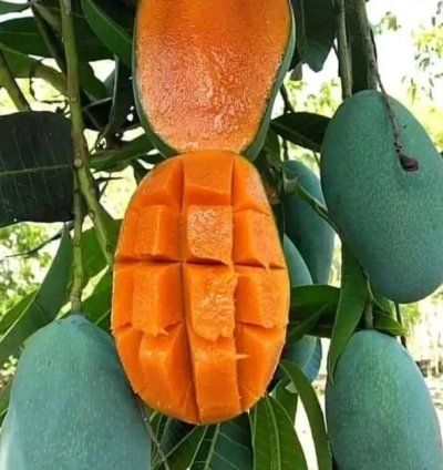Arumanis Mango Seedling