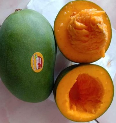 Alpukat Mango Seedling
