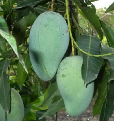 Alpukat Mango Seedling