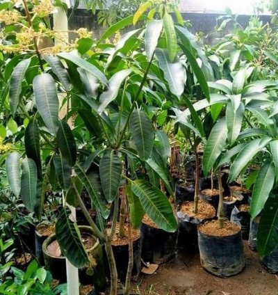 Alpukat Mango Seedling