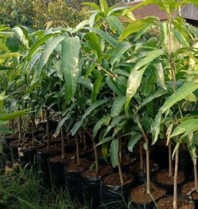 Red Ivory Mango Seedling